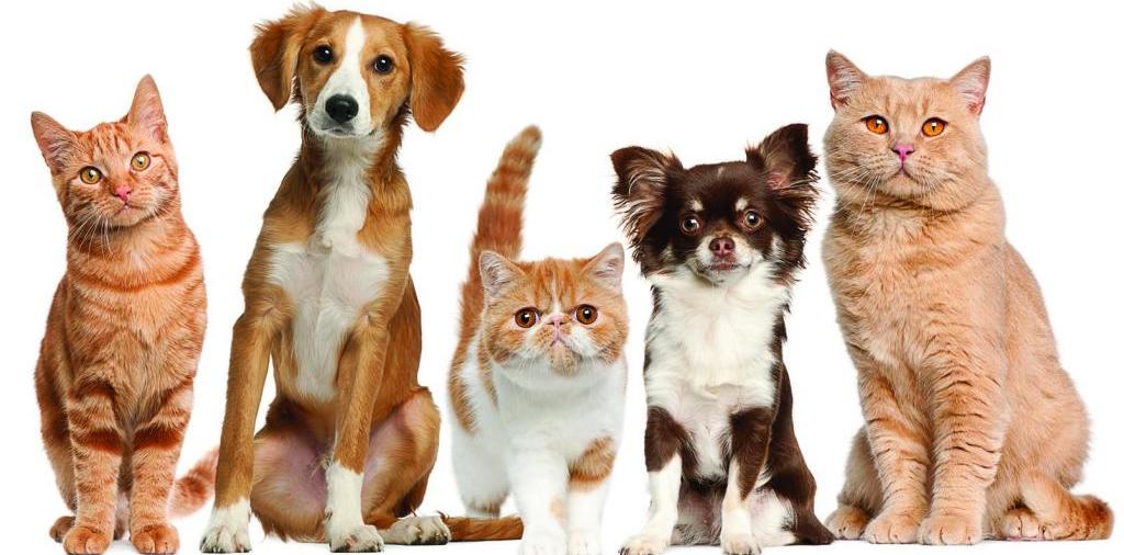 Доска объявлений о животных | ЗооТом - продажа, вязка и услуги для животных в Фокине