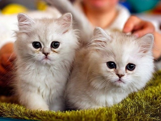 Породы кошек в Фокине | ЗооТом портал о животных