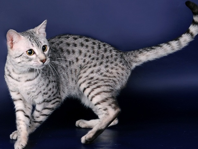 Породы кошек в Фокине | ЗооТом портал о животных