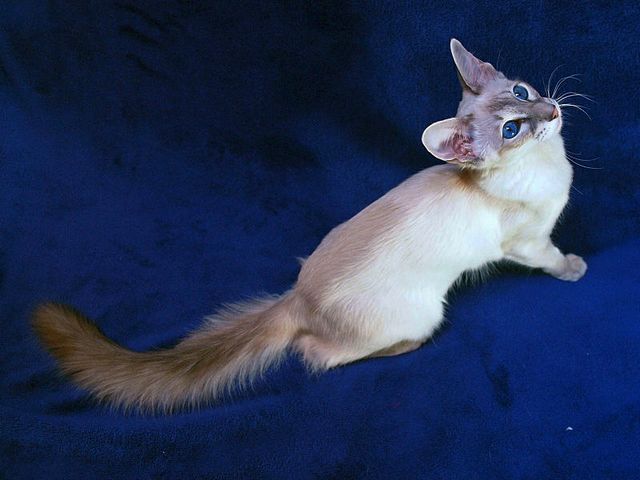 Выведенные породы кошек в Фокине | ЗооТом портал о животных