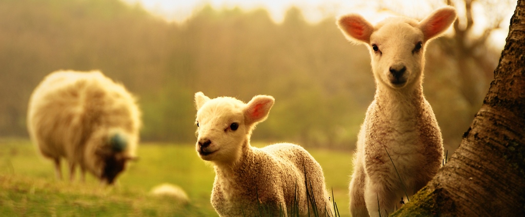 Объявления о сельскохозяйственных животных | ЗооТом - продажа, вязка и услуги для животных в Фокине