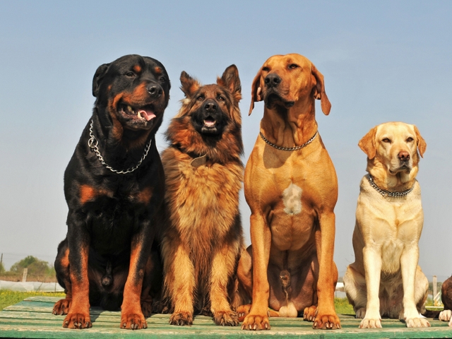 Крупные породы собак в Фокине | ЗооТом портал о животных