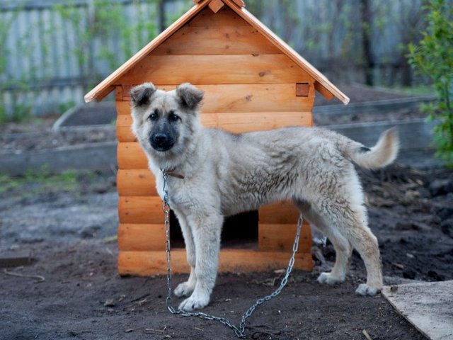 Все о собаках в Фокине Все о собаках в Фокине